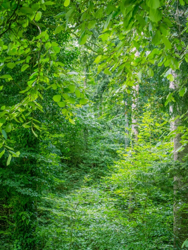 The Green