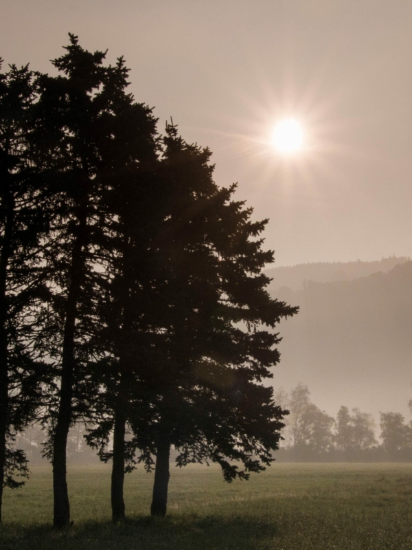 Sunrise and Trees