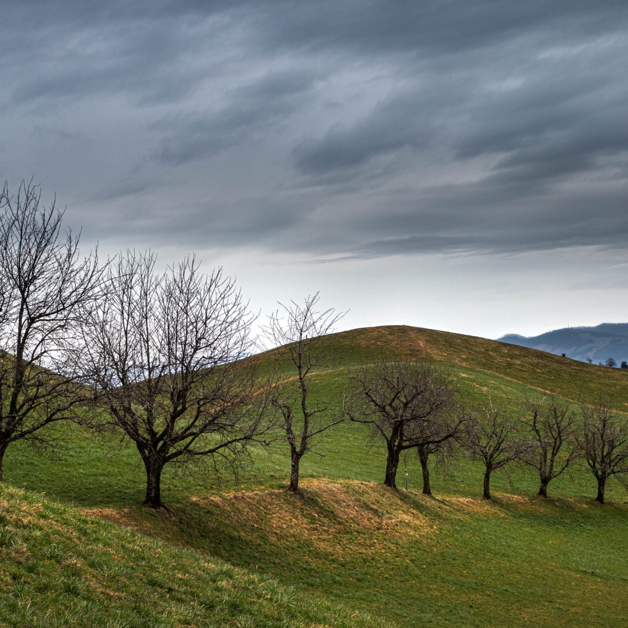 Line of Trees