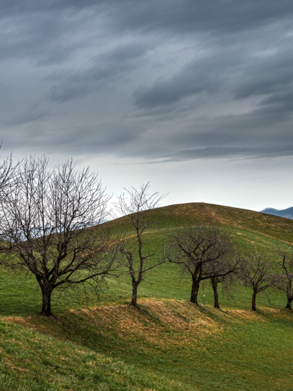 Line of Trees