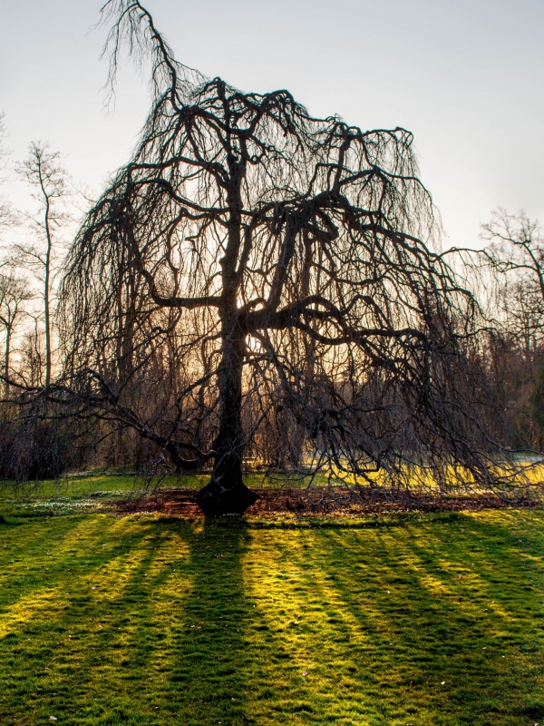 Old Tree