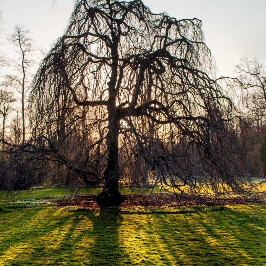 Old Tree