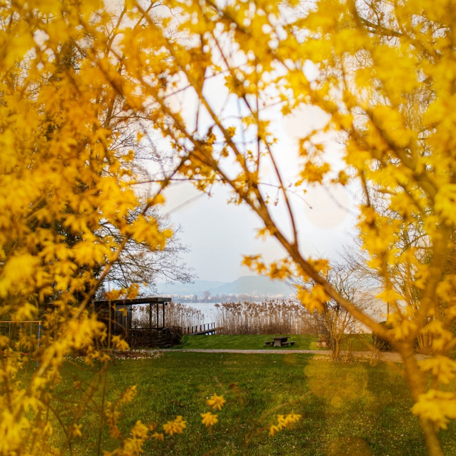 Yellow Spring