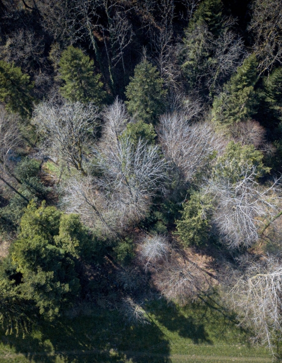 Treetops Early Spring