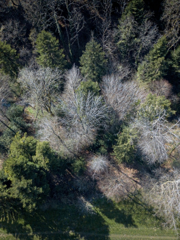 Treetops Early Spring