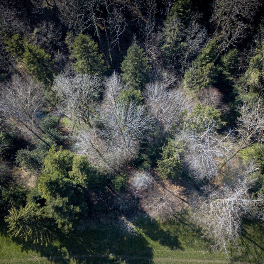 Treetops Early Spring