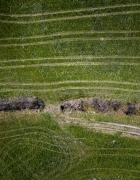 Treetops Early Spring