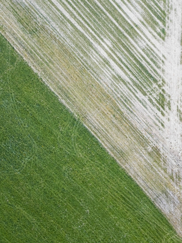 Self Portrait in the Fields