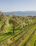 Self Portrait in the Fields