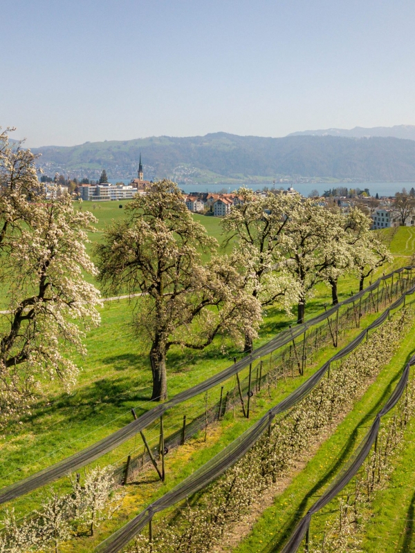 Cherry Farmland