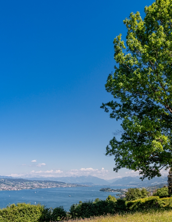 A Tree Post with Alps