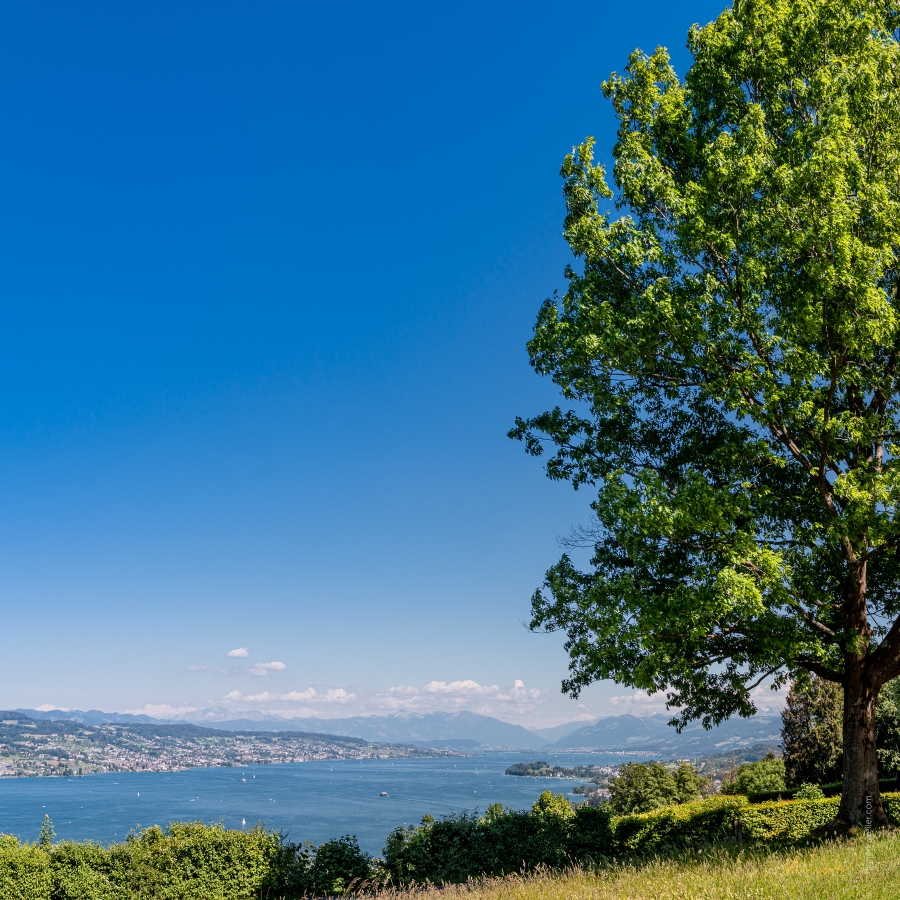 A Tree Post with Alps