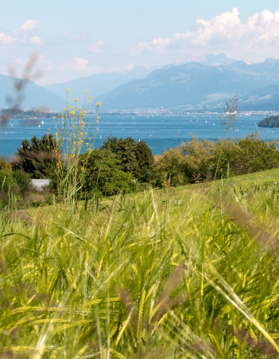 Early Summer has arrived