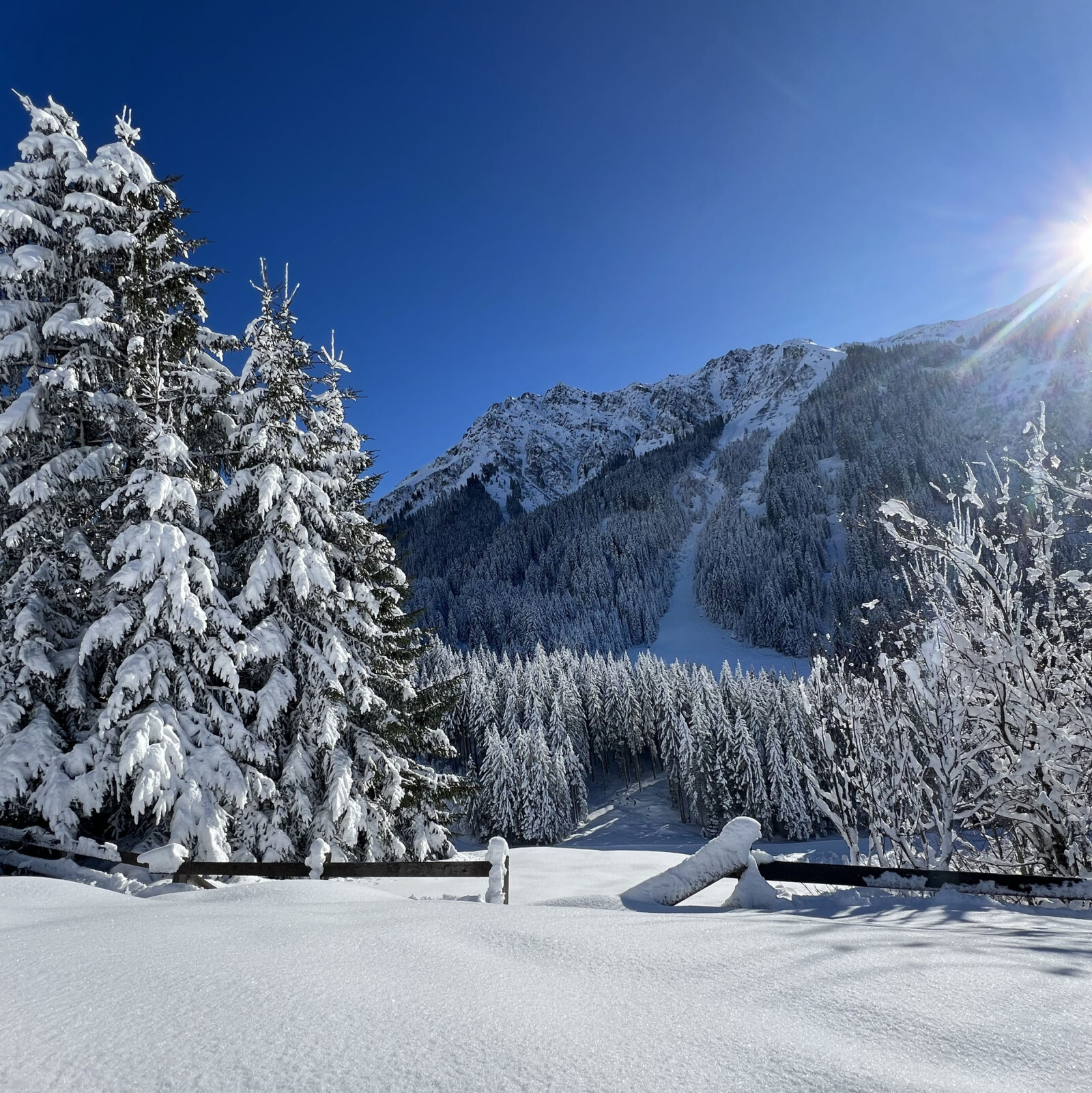 Snowed Landscape in bright sunlight on a cold winter day. Trees covered in Snow.